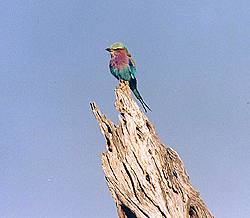 A Purple Roller perches on the stump of a dry Acacia tree. This cheekily beautiful bird brightens up the drab colours around it, shocking the sky with its purple, turquoise and shades of blue and brown. Photo: Christoff Botha